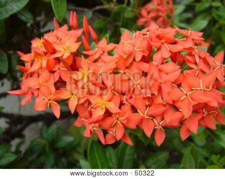 Flores de Santan