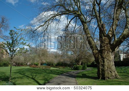 Path And Trees In Park