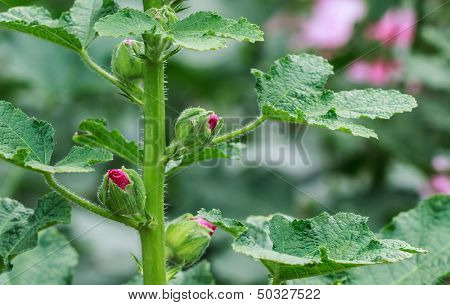 Hollyhock Flower Buds Blooming In The Garden, Closeup