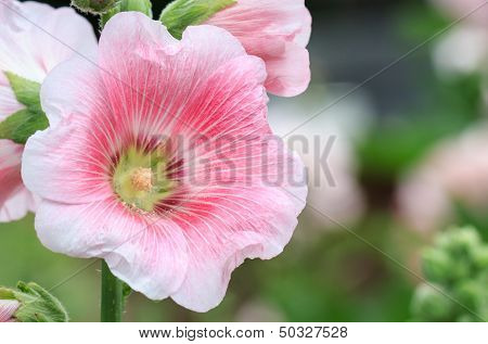 Pink Mallow In Blurred Background, Hollyhock, Alcea Rosea, Closeup