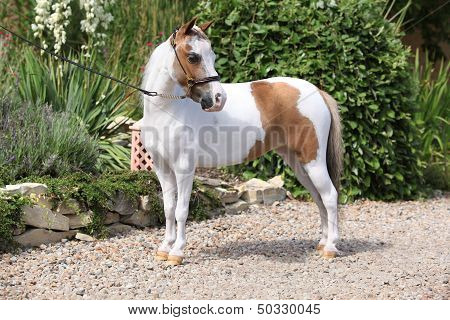 Mottle Miniature Horse In The Garden