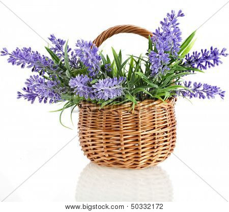 wicker basket with lavender flowers plant bouquet isolated on white background