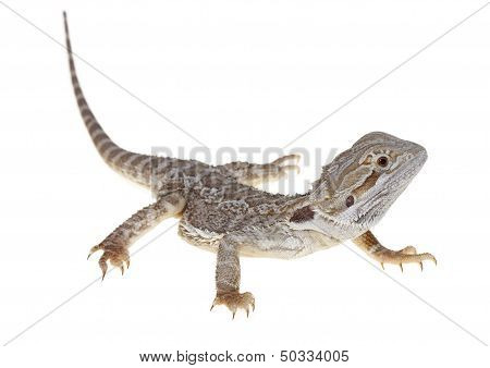 Bearded Dragon