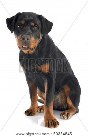Rottweiler