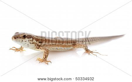 Lizard