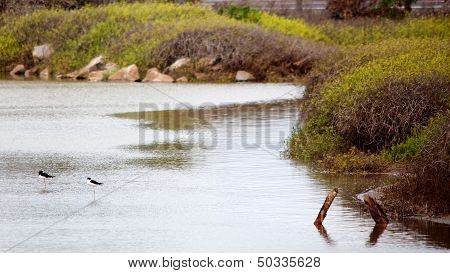 Hawaiian Stilt