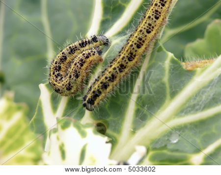 Caterpillars.