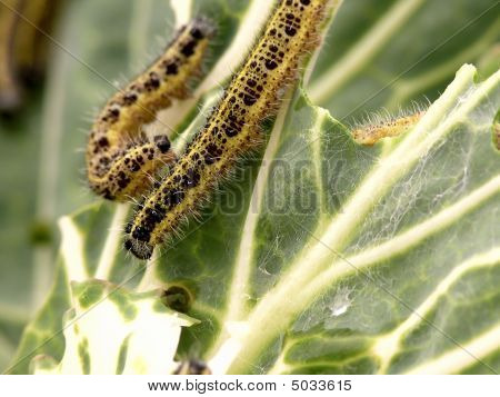 Caterpillars.