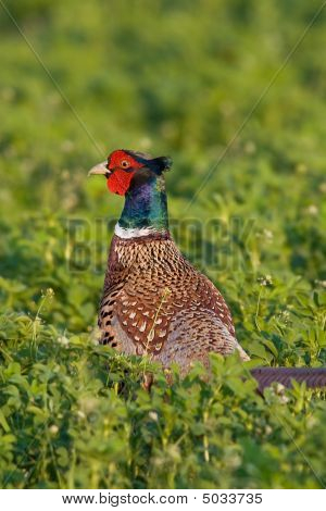 ภาพเหมือนของไก่ฟ้าสีที่ชาย