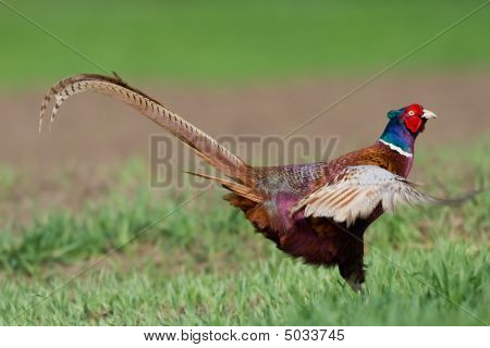 ภาพเหมือนของไก่ฟ้าสีที่ชาย