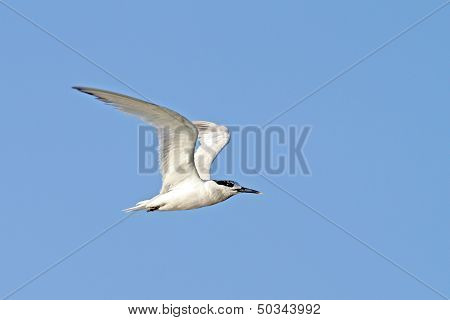 Juvenile Common Tern, Sterna Hirundo