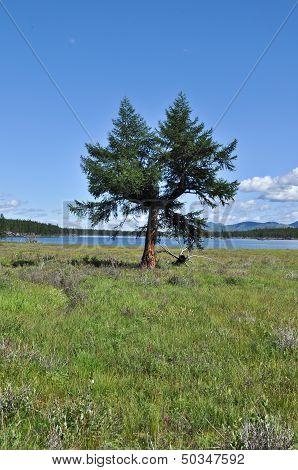 Lonely Larch On The Shore Of The Lake.