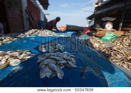 PADANG - AUGUST 25: Freshly caught fish is put out on display for sale at a village market in Padang, West Sumatera, Indonesia on August 25, 2013. Resources from the sea is a major revenue earner.  