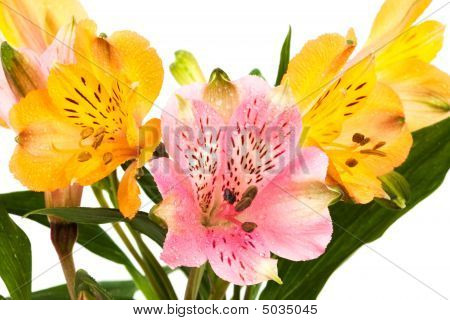 Alstroemeria rosa e arancia