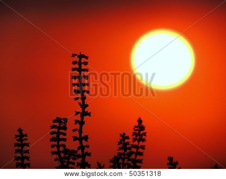 Red sunset