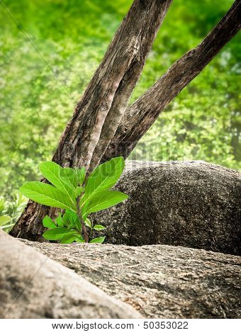 Small Tree Midst Stone