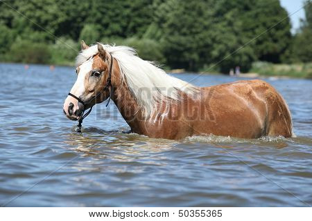 Young Haflinger In The Water