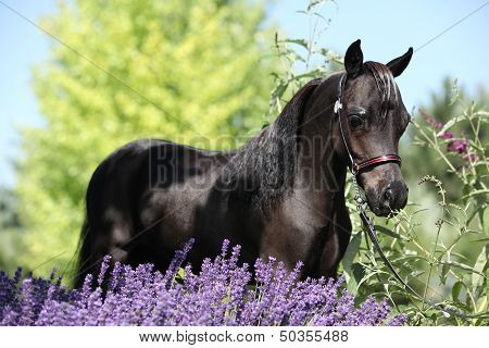 Black Miniature Horse Behind Purple Flowers