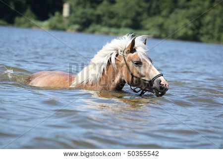 Young Haflinger Swimming