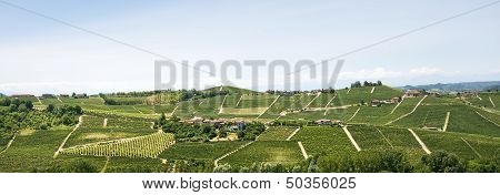 Langhe, Vineyards