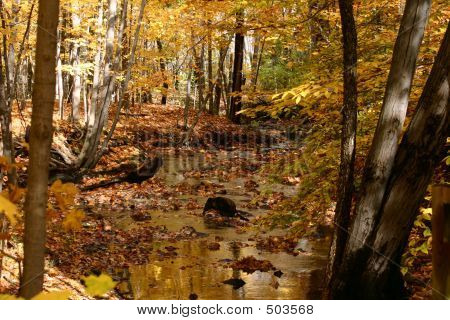 Golden Autumn Stream