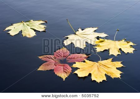 Quelques feuilles sur l'eau