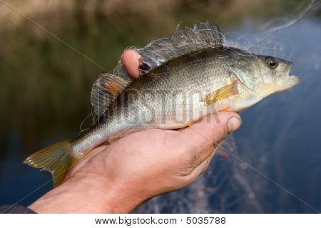 poisson