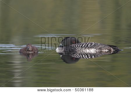 Common Loon Resting Next To Its Baby