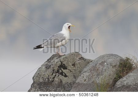 Herrring Gull Perched On A Large Rock