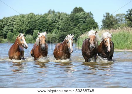 Batch Of Haflingers Moving In The Wather