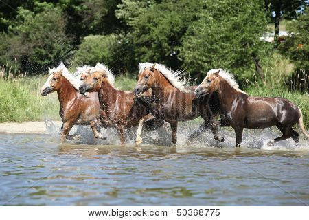 Batch Of Haflingers Running In The Wather