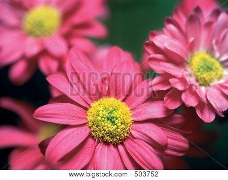 Kráska v růžovém