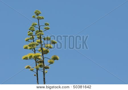 Green Agave Flowers