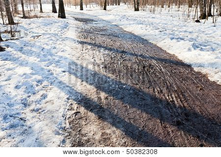 Road In Early Spring Forest