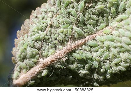 Aphids Under a Leaf