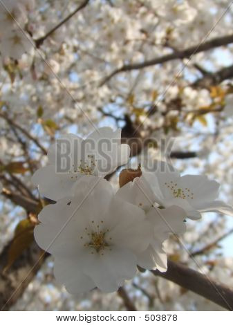 Cherry Blossom
