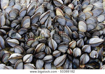 A colony of sea mussels