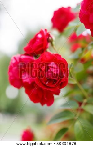 garden roses