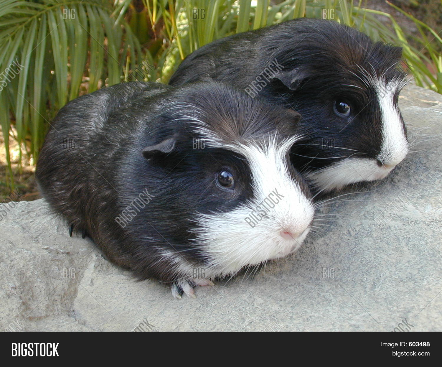 Twin Guinea Pigs Image & Photo (Free Trial) Bigstock
