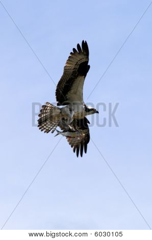 Osprey-a hal