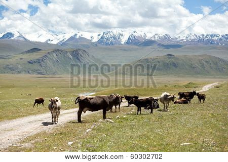 Group of cows pasturing at the road, Kirgizia
