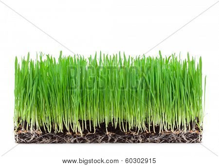 sprouts of green wheat grass on white background