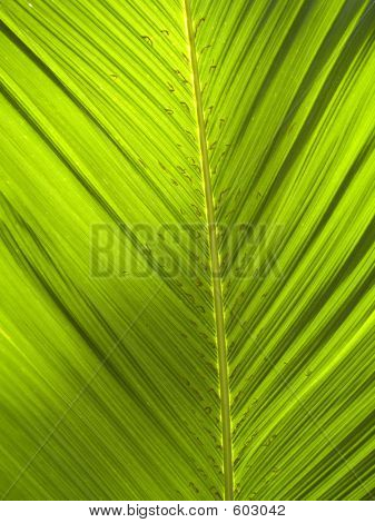 Green_Leaf_0801