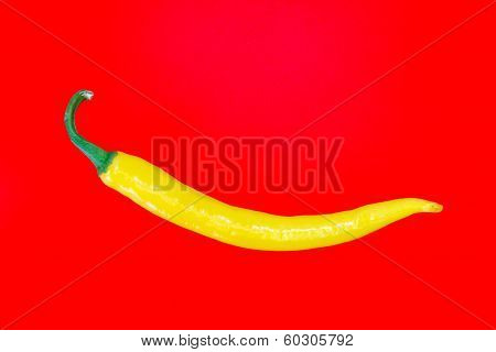 Single Yellow Spanish Pepper
