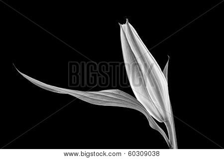 White Lily Bud On Black