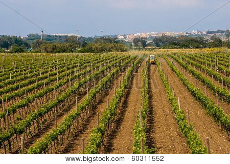 Tractor on the vineyard