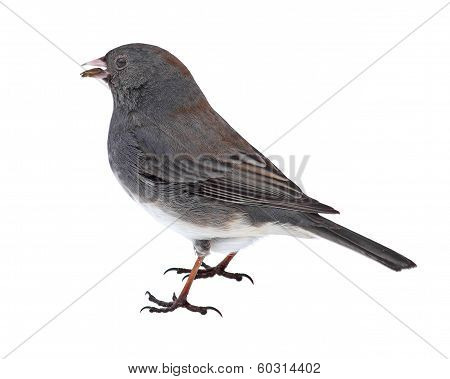 Dark-eyed Junco Eating A Seed