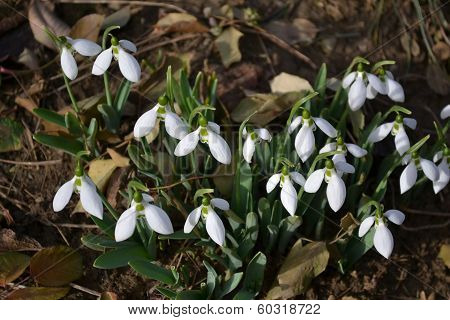 Bunch of snowdrops