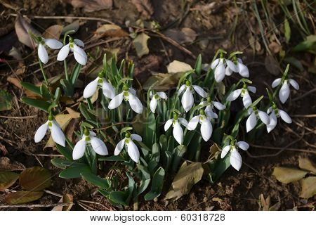 Clump of snowdrops
