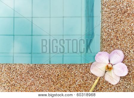 Orchid On Edge Of  Pool